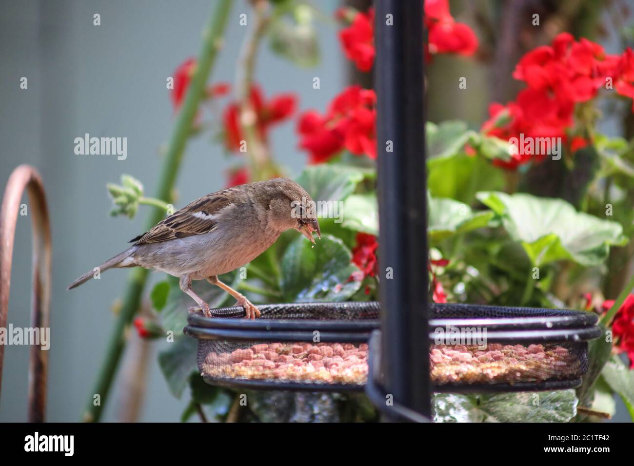 Un suet rose de consommation d'un cadre en fil de fer avec de la graisse et des vers secs dans un jardin de banlieue Banque D'Images