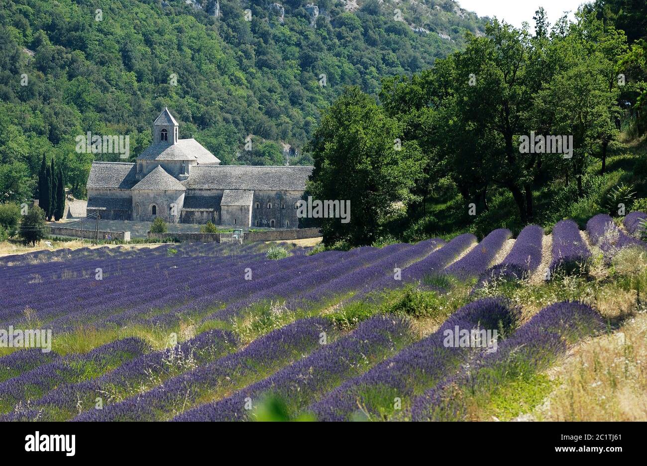 Abbaye de Sénanque avec champ de lavande, Gordes, département du Vaucluse, Provence Alpes Côte d'Azur, France Banque D'Images