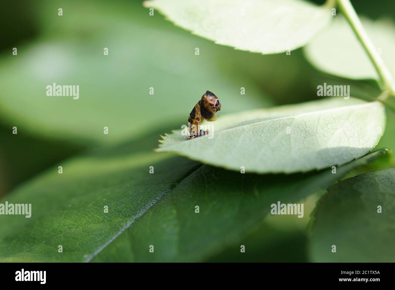 Coccinelle Bebe Larve Stades Cococon Pupa Larves Stades De Ladybug Sur Plante Feuille De Fleur Rose Adalia Bipunctata Coccinelle A Deux Points Coccinelle Photo Stock Alamy