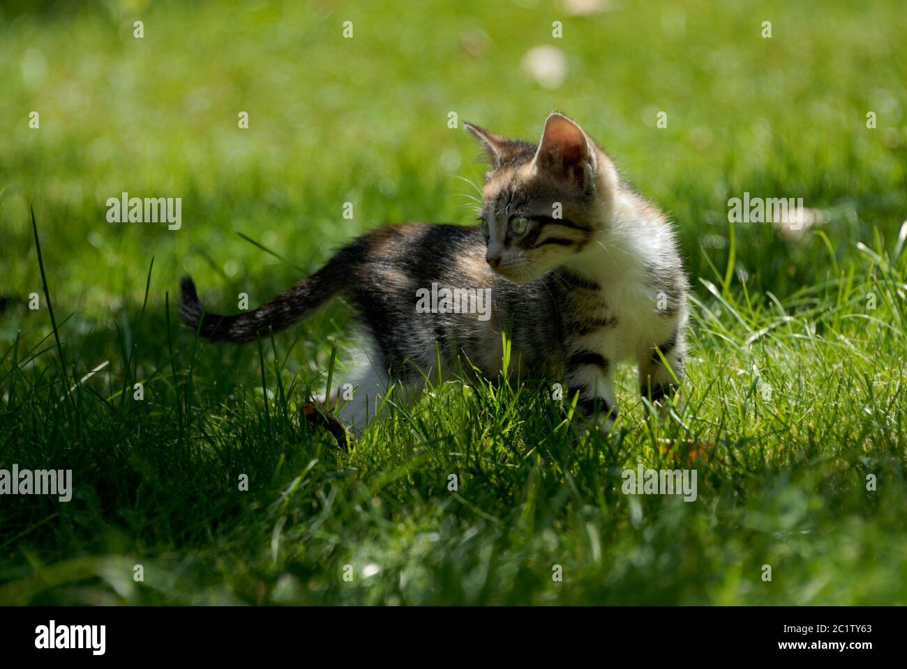 Un petit chaton dehors Banque D'Images