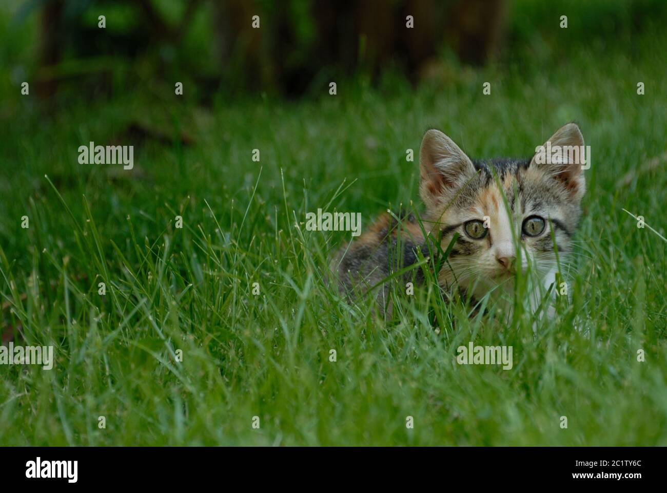 Jardin extérieur de chaton Meadow mignon doux émerveillé assis Banque D'Images