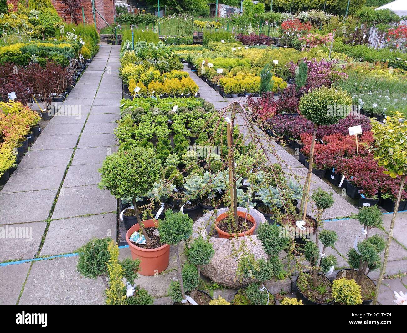 Jardin de plantes pépinière en Pologne. Thuja arbustes à feuilles persistantes et diverses autres plantes. Banque D'Images