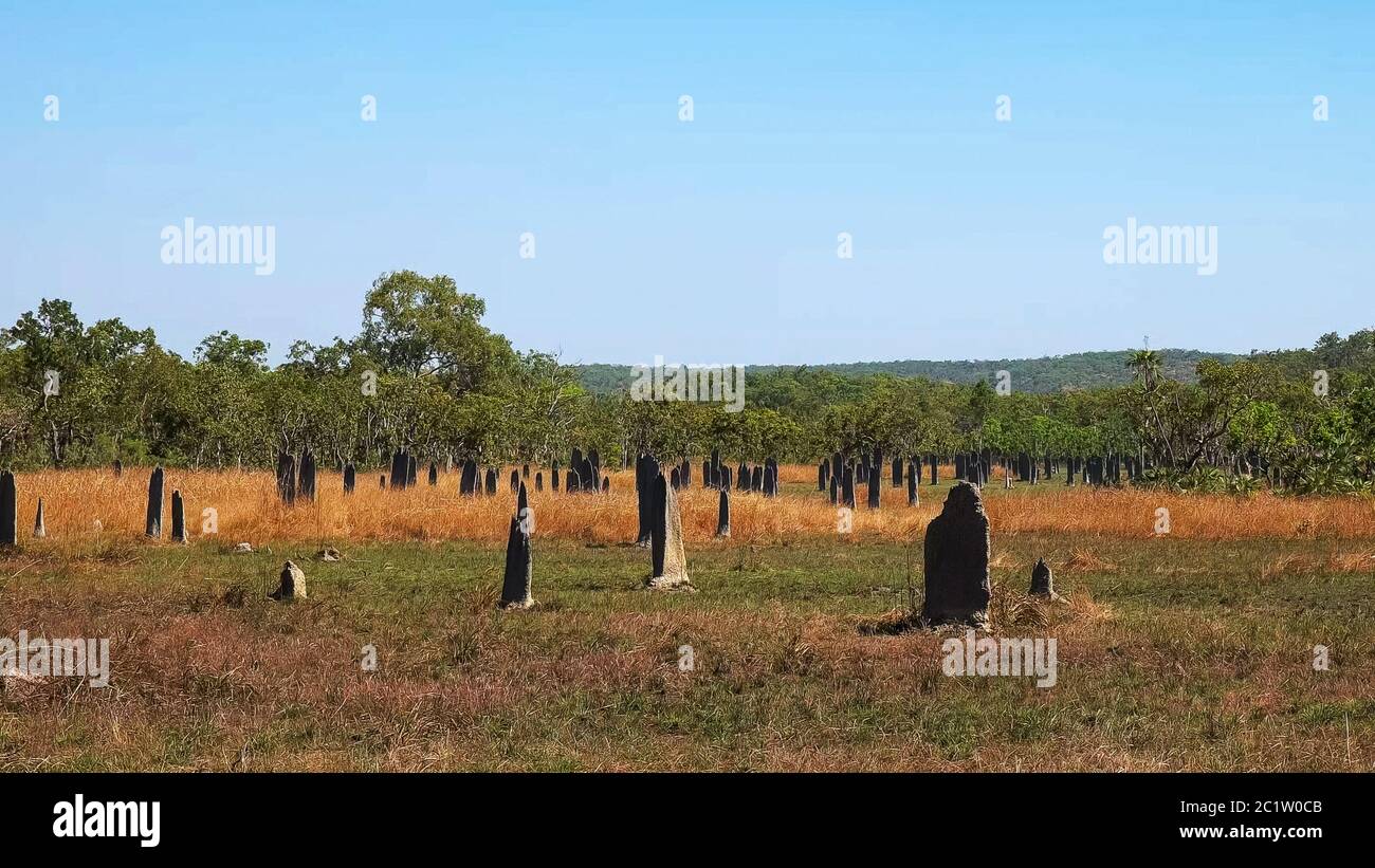Une vue large de la termitière dans le territoire du nord Banque D'Images