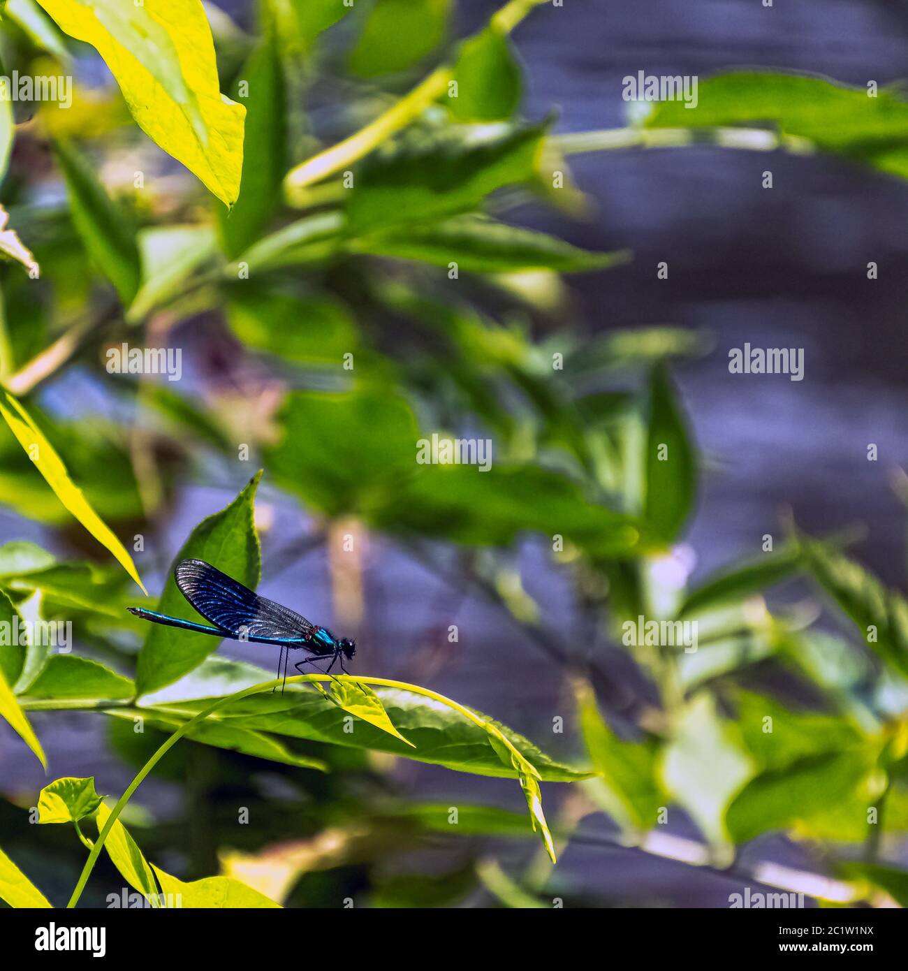 Libellule Demoiselle à bandes (Calopteryx splendens) - mâle dans le parc britannique Banque D'Images