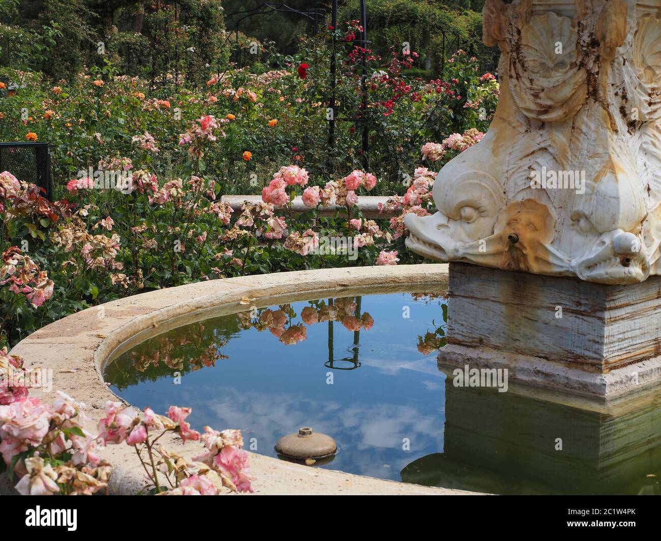 fontaine dans le jardin de roses du parc public du Retiro à Madrid Banque D'Images