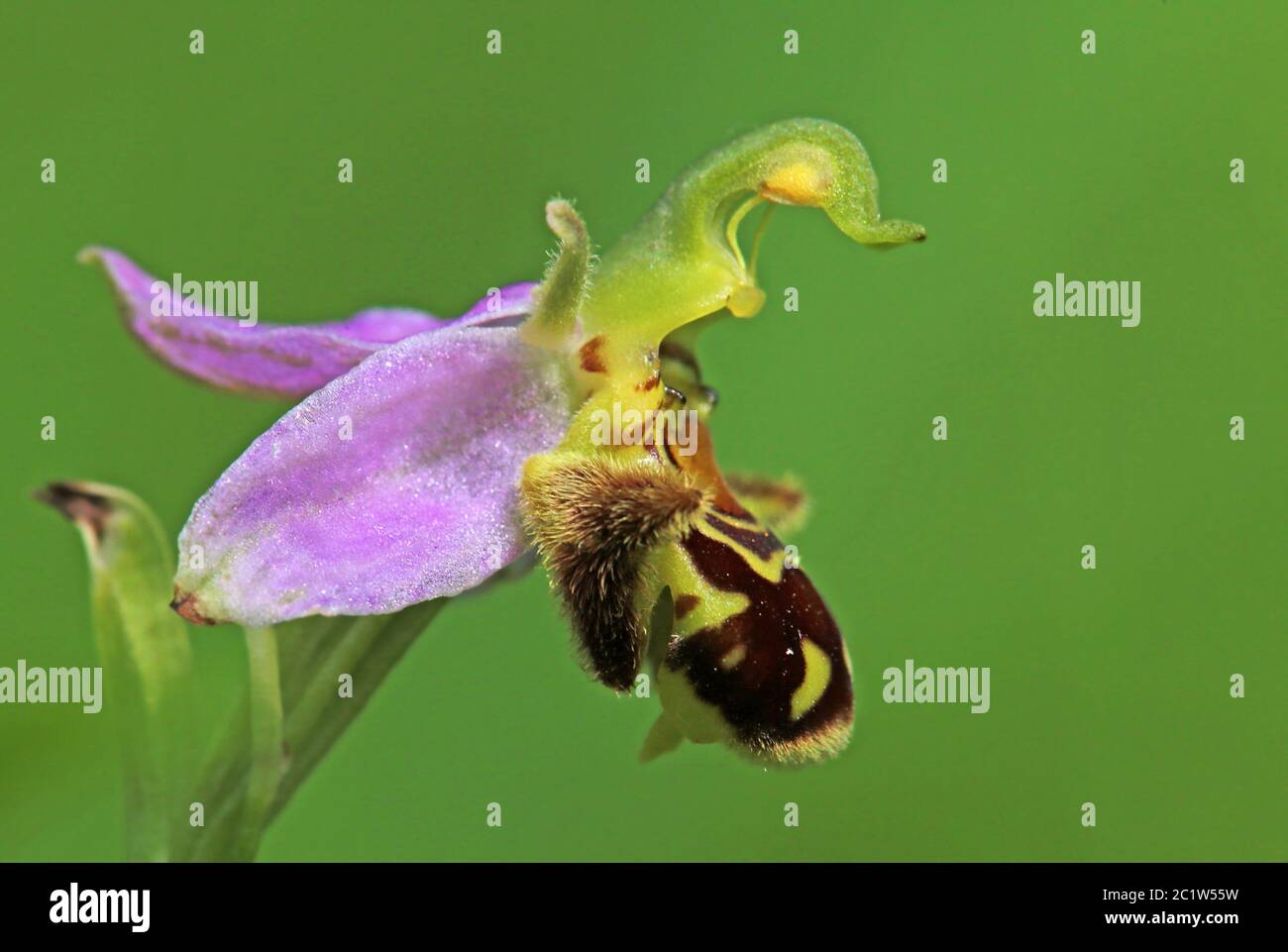 L'abeille raracine Ophrys apifera de la vallée de Lily près d'Ihringen Banque D'Images