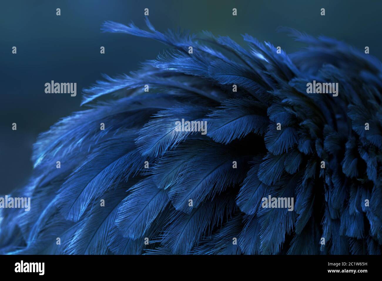 Le plumage élevé d'un nandou américain est bleu intense. Banque D'Images