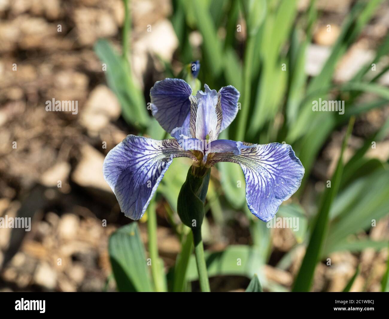 Une fleur bleu clair délicatement veinée d'Iris douglasiana Banque D'Images