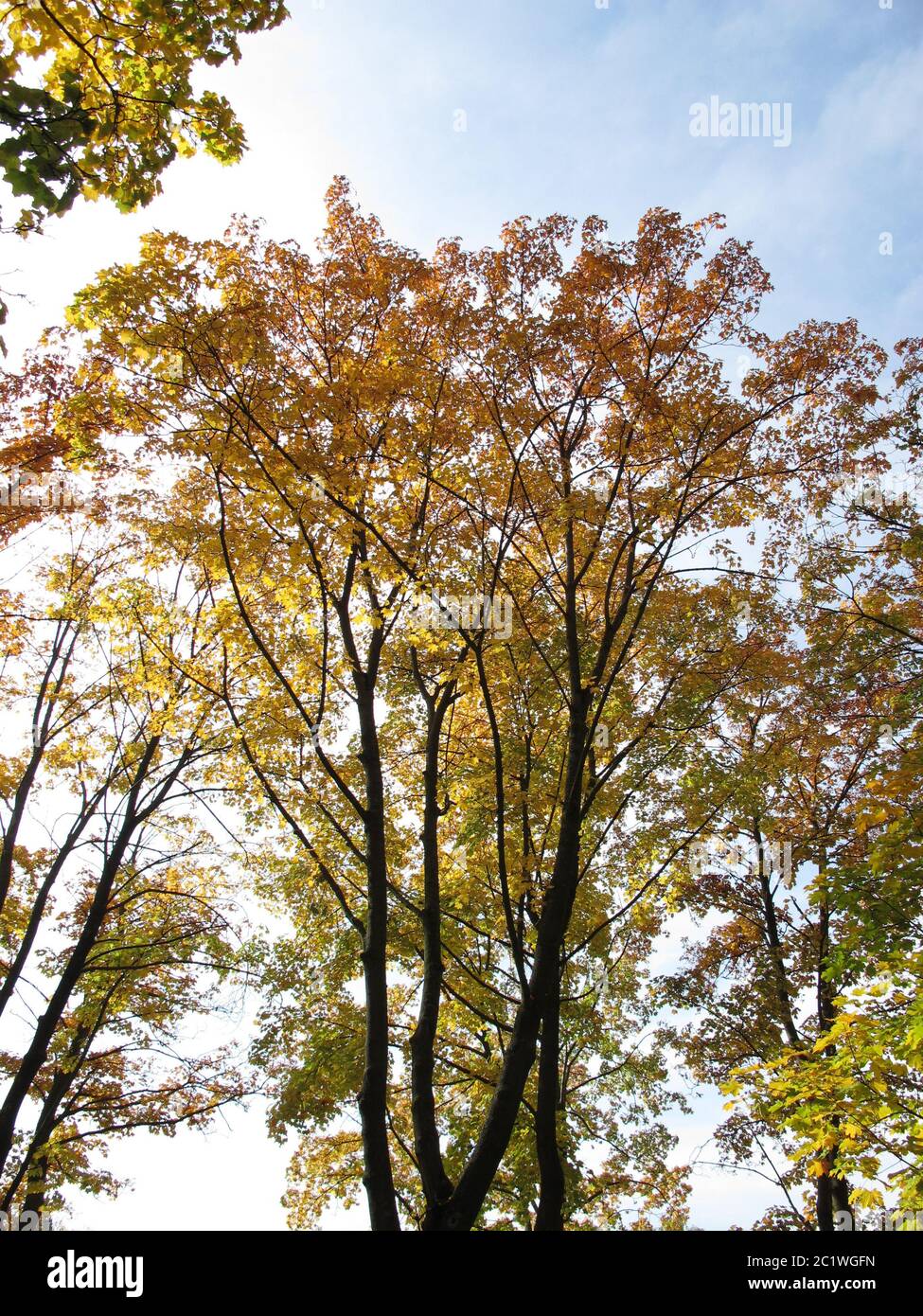 Arbres à feuilles caduques avec coloration typique des feuilles en automne Banque D'Images