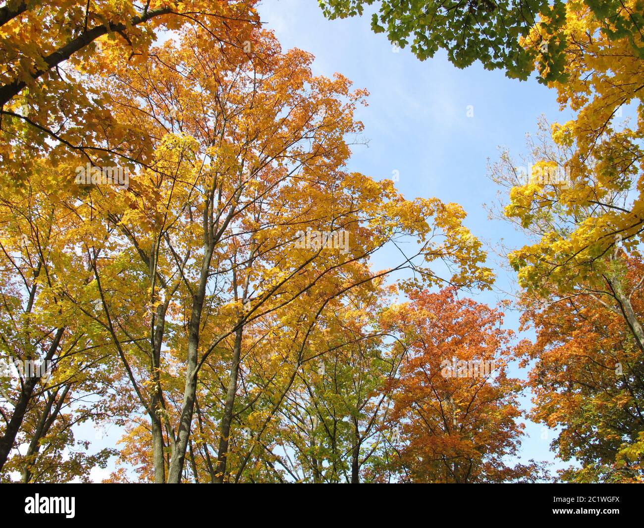 Arbres à feuilles caduques avec coloration typique des feuilles en automne Banque D'Images