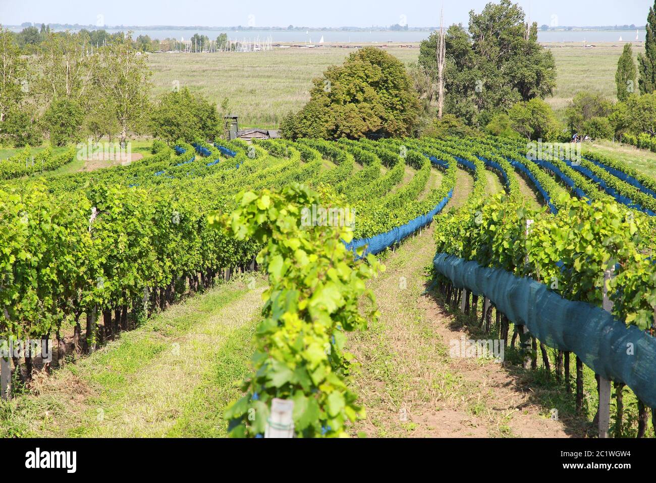 Burgenland, Autriche - région viticole au bord du lac Neusiedl dans le parc national Neusiedler See-Seewinkel. Patrimoine mondial de l'UNESCO. Banque D'Images