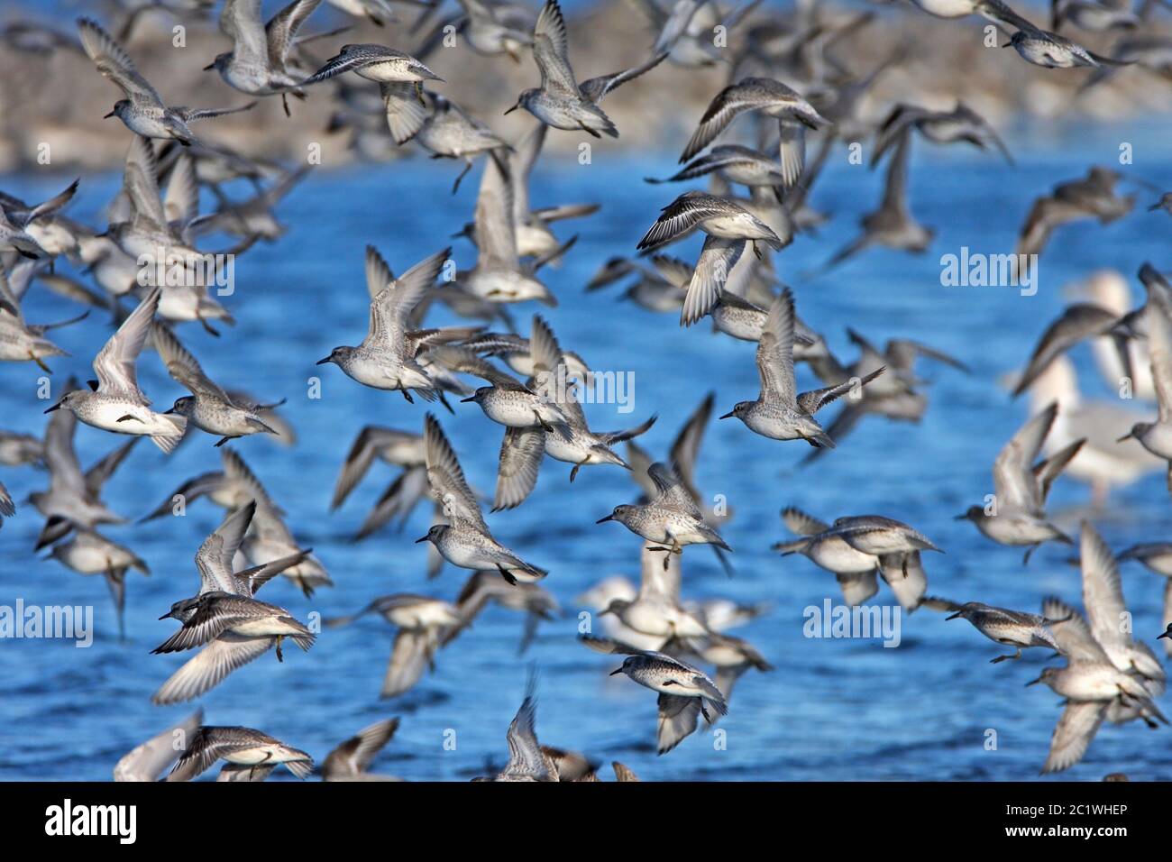 KNOT (Calidris canutus) en vol à leur roost à marée haute, Écosse, Royaume-Uni. Banque D'Images