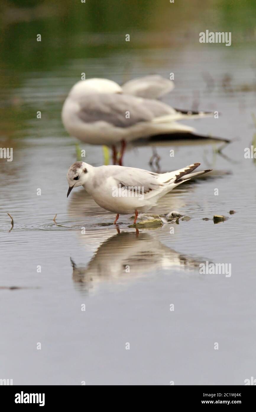 LITTLE GULL oiseau immature se trouvait dans une eau douce peu profonde, en Écosse, au Royaume-Uni. Banque D'Images