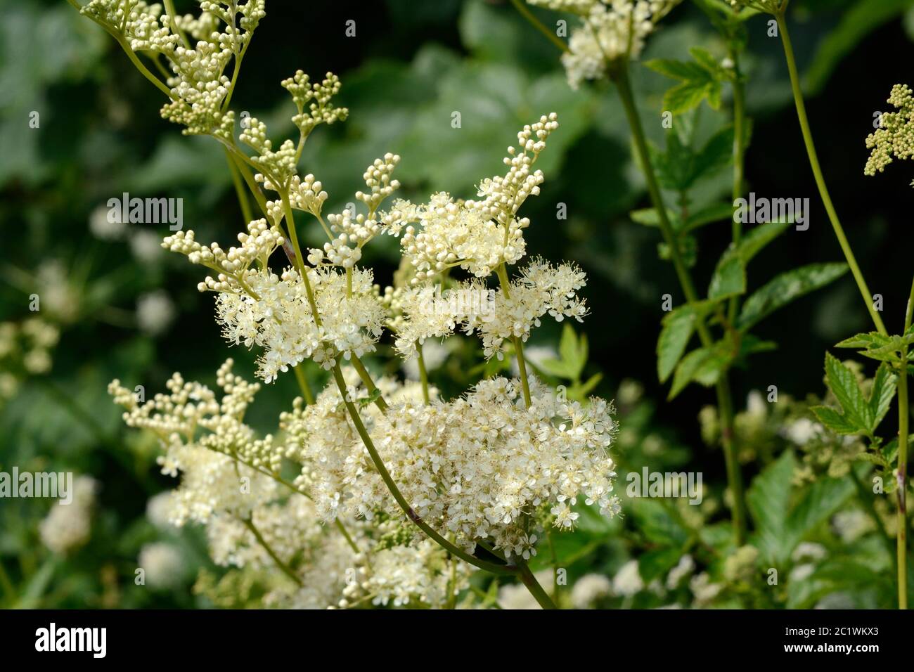 Meadowsweet Mead Wort Filipendula ulmaria fleurs écœud douces et frothly Banque D'Images
