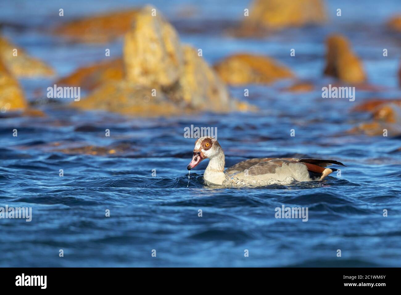 OIE d'Égypte (Alopochen aegyptiaca), nage des adultes dans la mer, Cap occidental, Afrique du Sud Banque D'Images