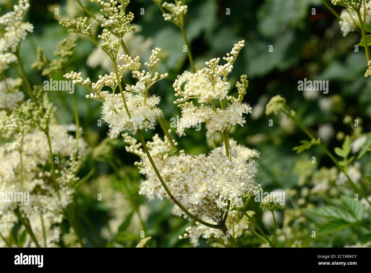 Meadowsweet Mead Wort Filipendula ulmaria fleurs écœud douces et frothly Banque D'Images