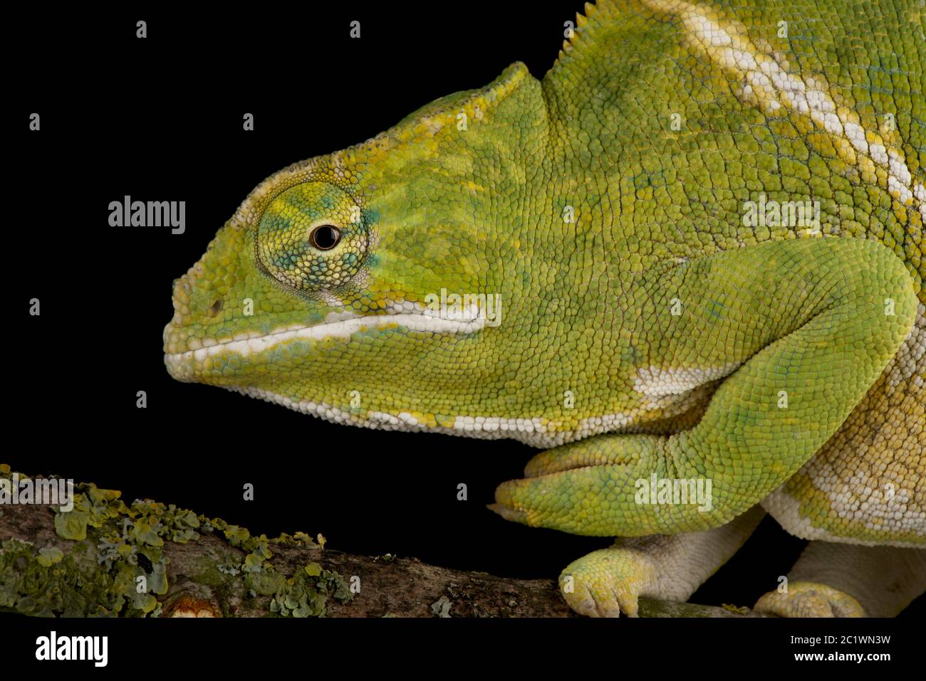 Chameleon à deux bandes (Furcifer balteatus) Banque D'Images