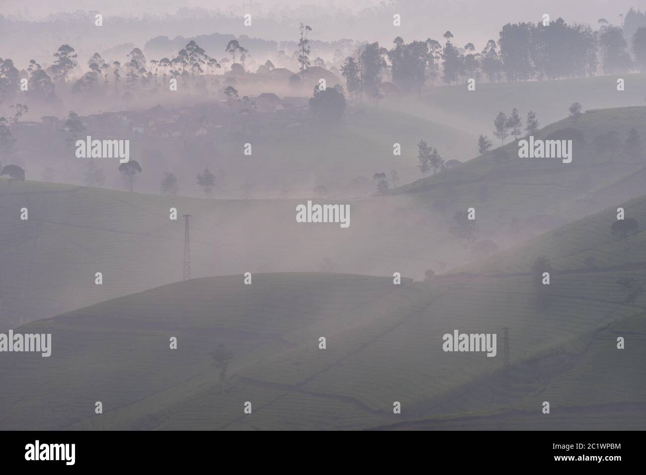 Plantation de thé couverte de brouillard épais le matin nuageux à South Bandung, Indonésie Banque D'Images