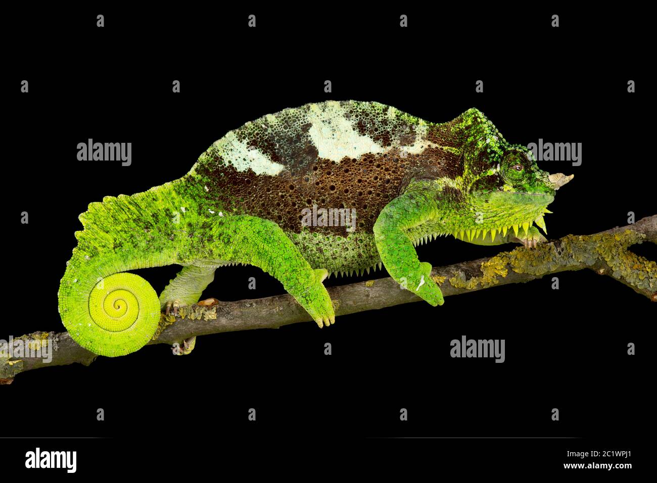 Chameleon à quatre cornes du sud (Trioceros quadricornis) mâle Banque D'Images