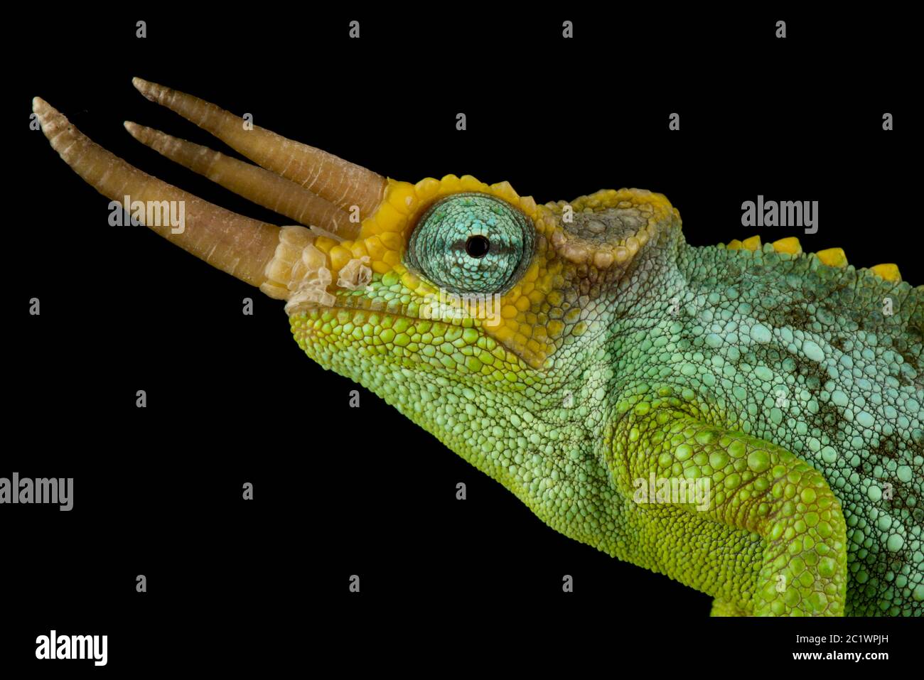 Le caméléon de Darf Jackson (Trioceros jacksonii merumontanus) mâle Banque D'Images