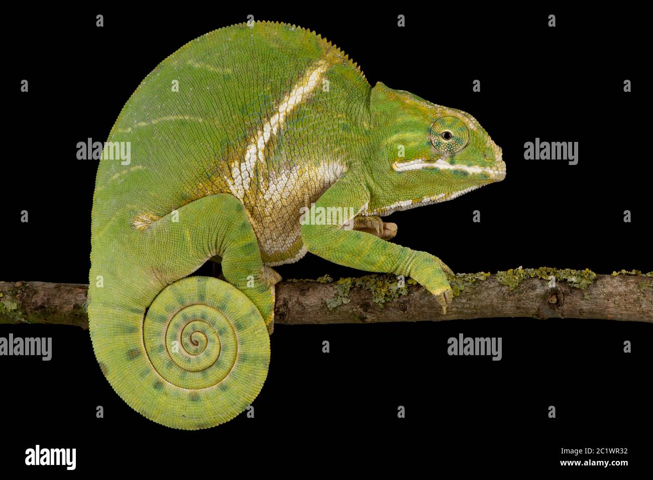 Chameleon à deux bandes (Furcifer balteatus) Banque D'Images