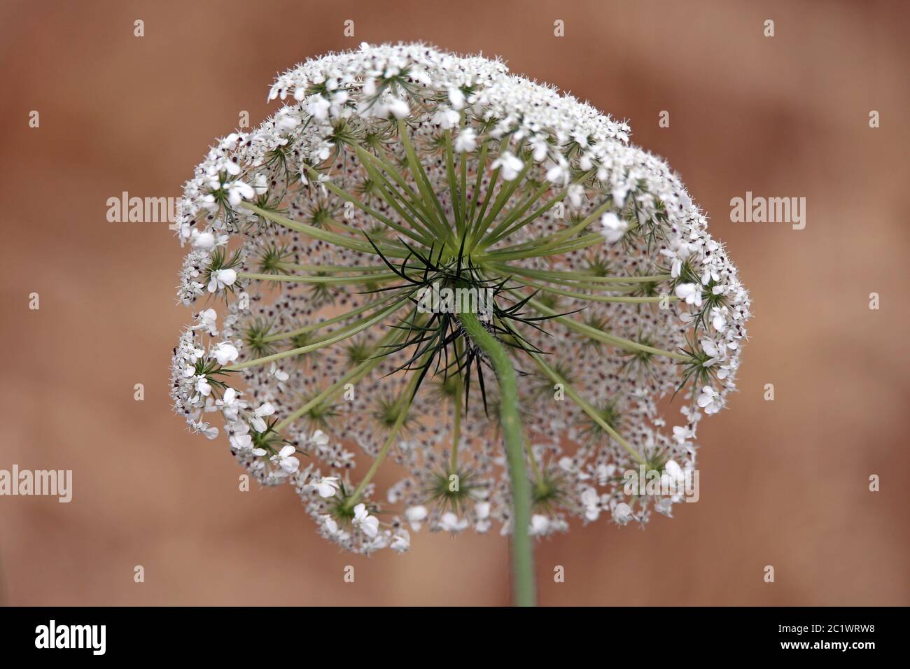 Inflorescence carotte sauvage Daucus carota du fond Banque D'Images