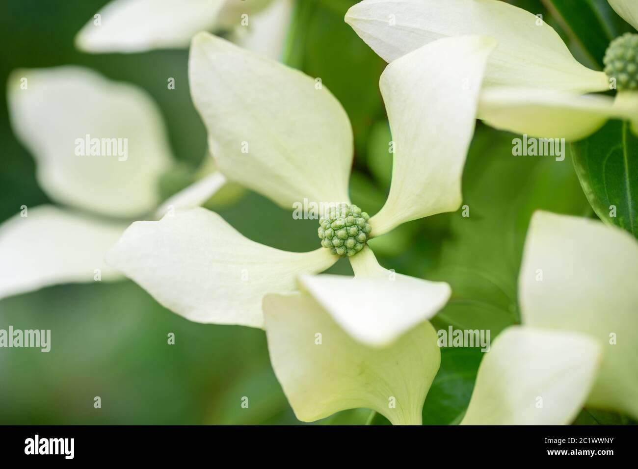 Arbre de Dogwood en fleur en été (cornus hongkongsensi).fleur de gros plan Banque D'Images