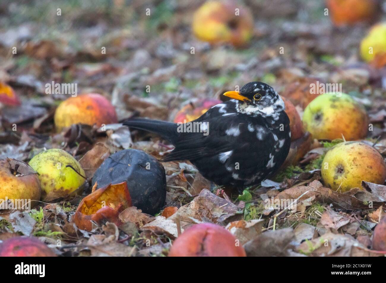 blackbird (Turdus merula), avec des taches blanches, leucisme, à l'aubaine, Allemagne, Bavière, Niederbayern, Basse-Bavière Banque D'Images