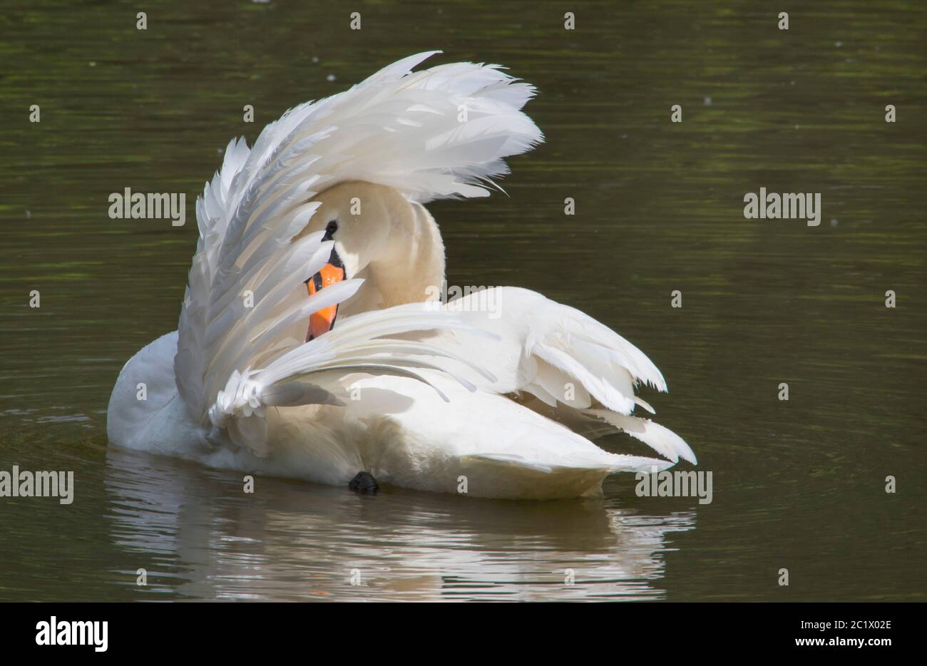 Mute Swan (Cygnus olor), prêchant sur l'eau, Suisse, Lac de Constance Banque D'Images