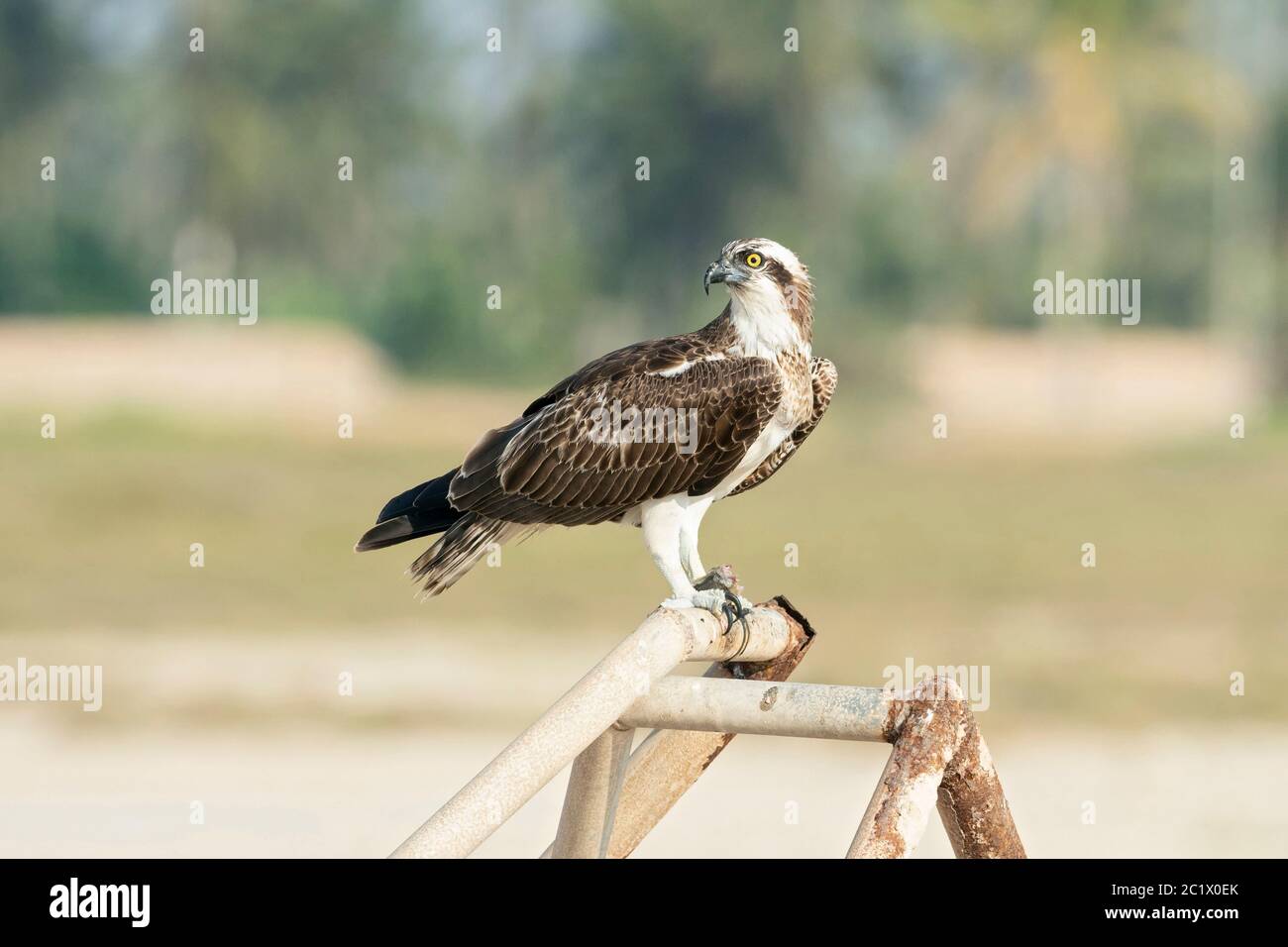 osprey, faucon (Pandion haliatus), repos du premier hiver durant la migration à Oman, Oman Banque D'Images