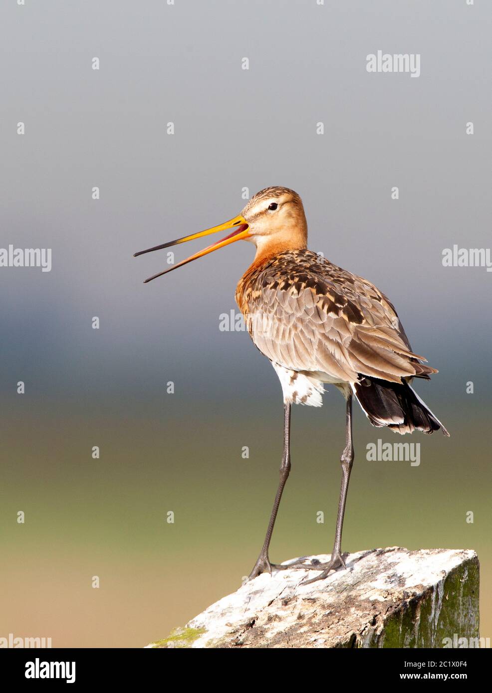 Godwit à queue noire (Limosa limosa), dans la zone humide néerlandaise Arkemheen and Calling, pays-Bas, Arkemheen Banque D'Images