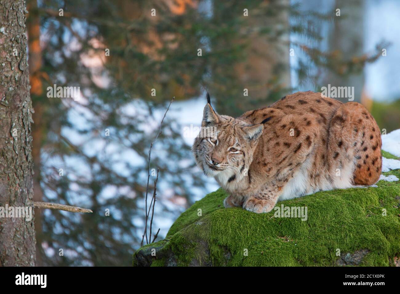 lynx du nord (lynx du Lynx), souriant vers la caméra, Allemagne, Bavière, parc national de la forêt bavaroise Banque D'Images