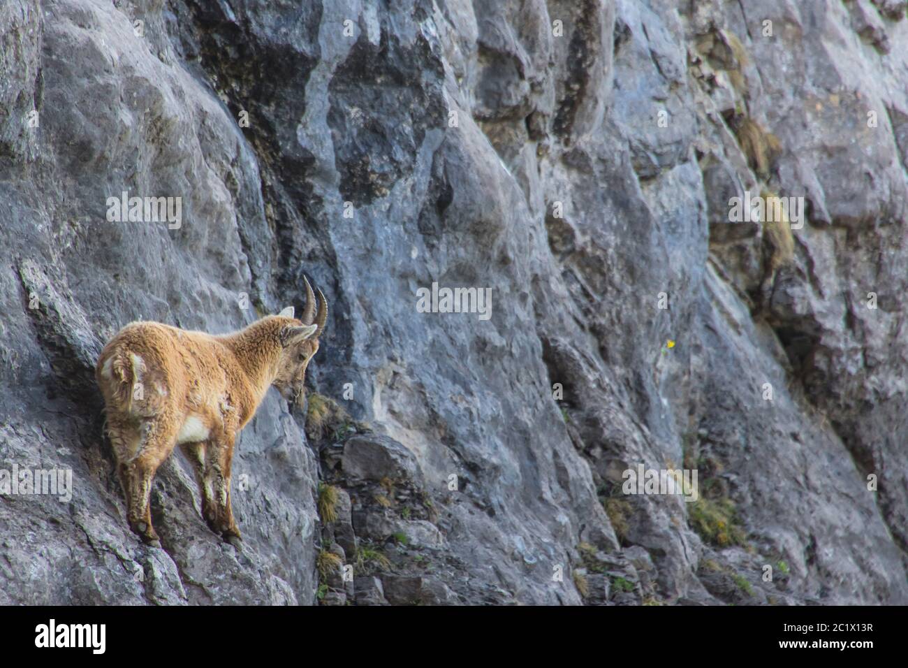 Ibex alpin (Capra ibex, Capra ibex ibex), jeune homme ibex alpin debout dans un mur de roche abrupte, Suisse, Toggenburg, Chaeserrugg Banque D'Images