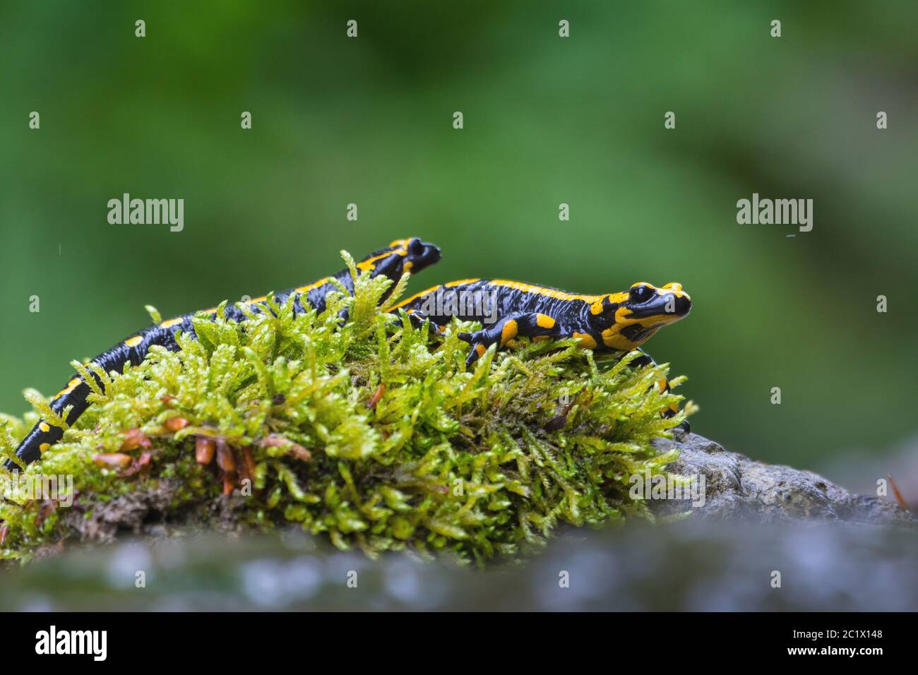 Salamandre feu européen (Salamandra salamandra), deux salamandres feu sur pierre de mousse dans une crique forestière, Suisse, Sankt Gallen Banque D'Images