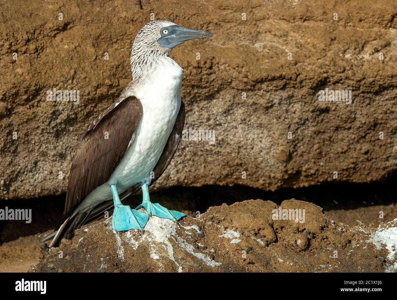 Huée à pieds bleus (Sula nebouxii), adulte perchée sur un rocher, Équateur, îles Galapagos Banque D'Images