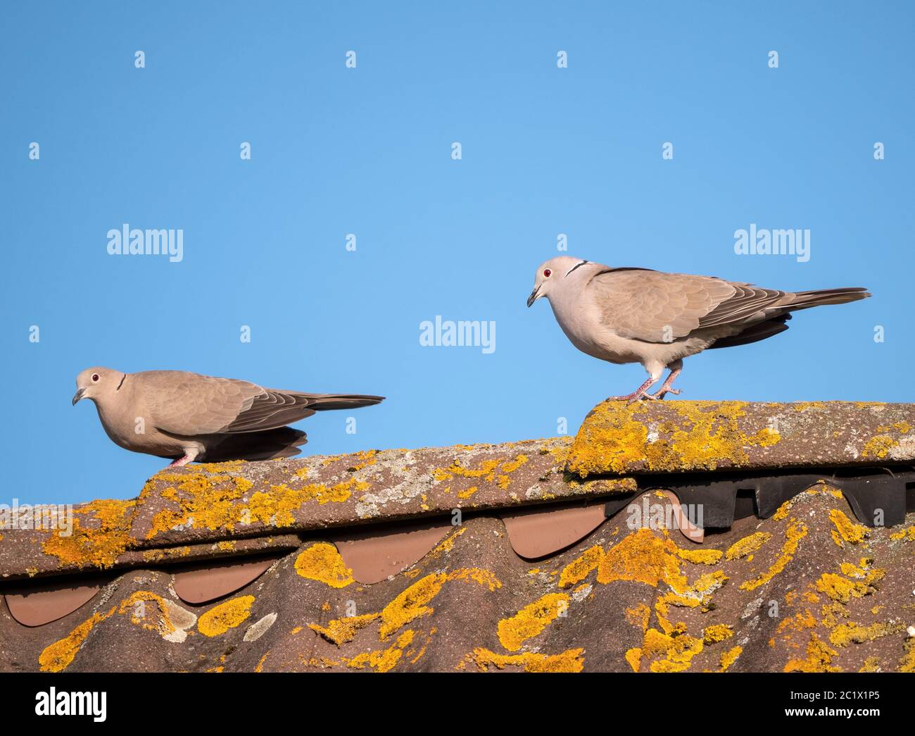 Colombe à col (Streptopelia decaocto), perchée sur un toit, pays-Bas, Almere Banque D'Images