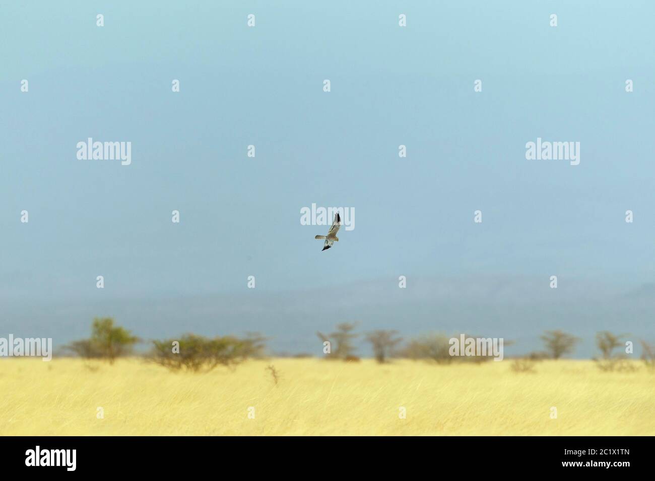 Le harrier de montague (Circus pygargus), mâle volant au-dessus des plaines herbeuses, hivernant en Éthiopie, en Éthiopie Banque D'Images