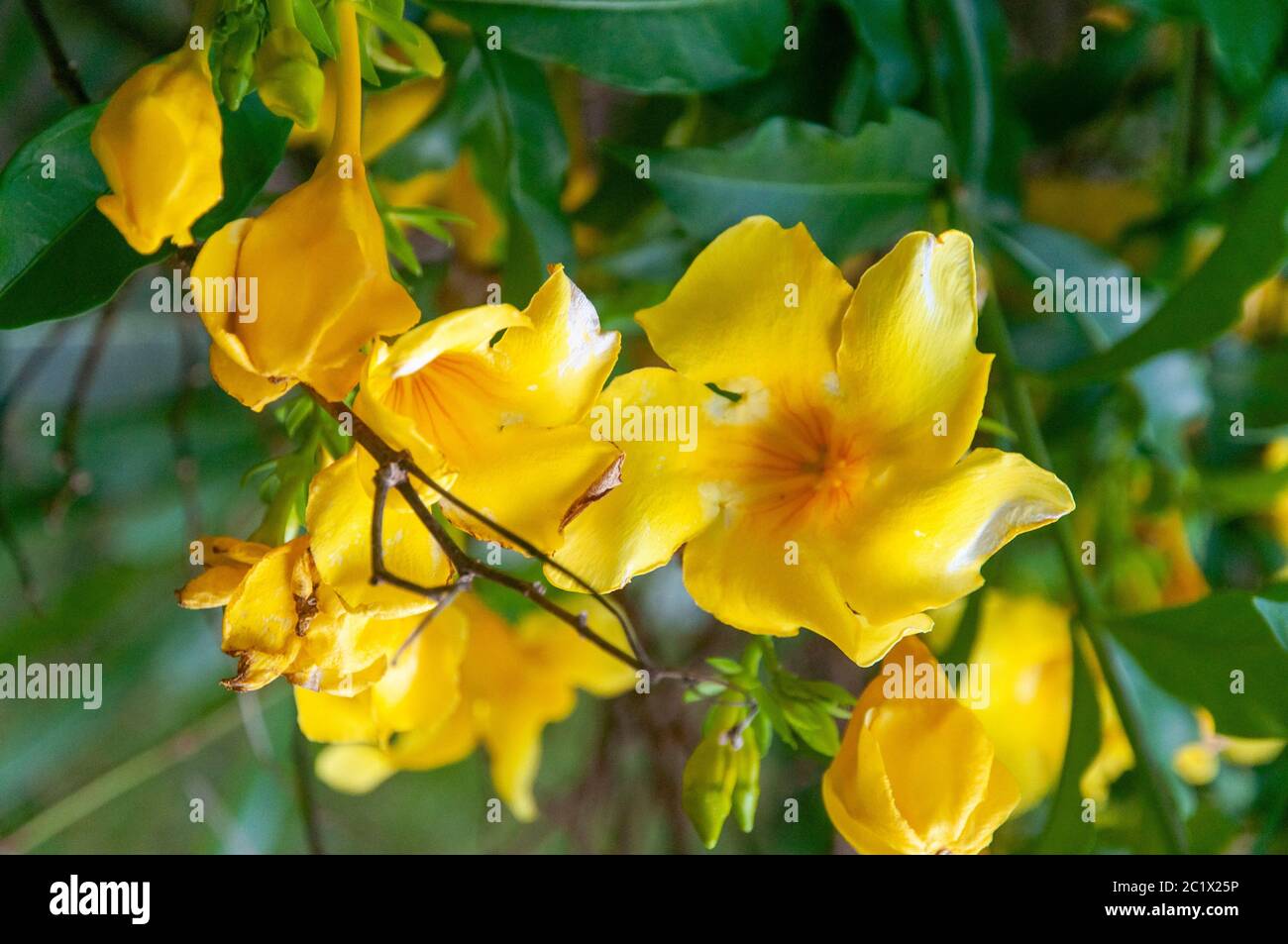 Belle fleur tropicale sauvage jaune de trompette d'or (Allamanda cathartica  Photo Stock - Alamy