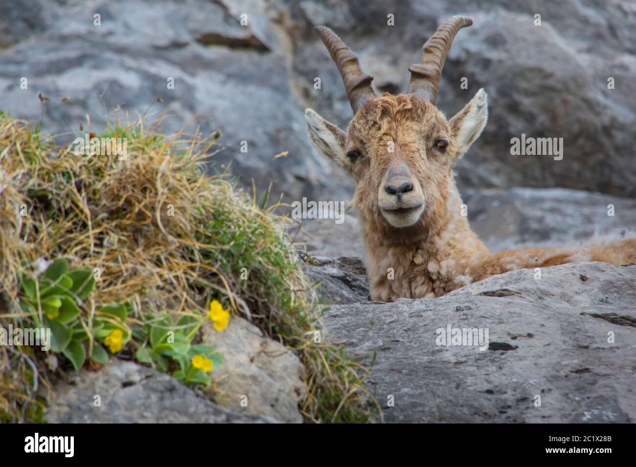 Ibex alpin (Capra ibex, Capra ibex ibex), jeune homme ibex alpin debout dans un mur de roche abrupte avec des glissements de terrain en fleur, Suisse, Toggenburg, Chaeserrugg Banque D'Images