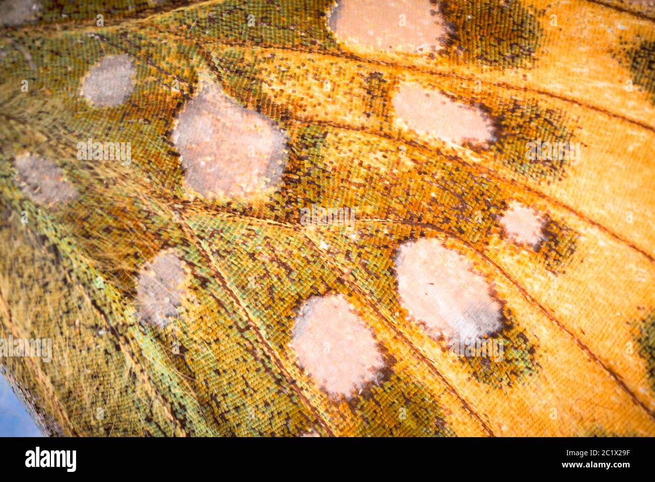 Vert foncé fritillaire (Argynis aglaja, Speyeria aglaja, Mesoacidalia aglaja), détail des motifs d'ailes, partie inférieure arrière, camouflage, Allemagne, Bavière, Niederbayern, Basse-Bavière Banque D'Images