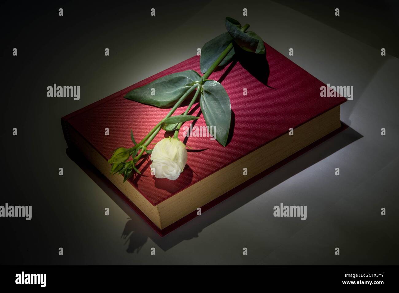 rose blanche posée sur le livre Banque D'Images