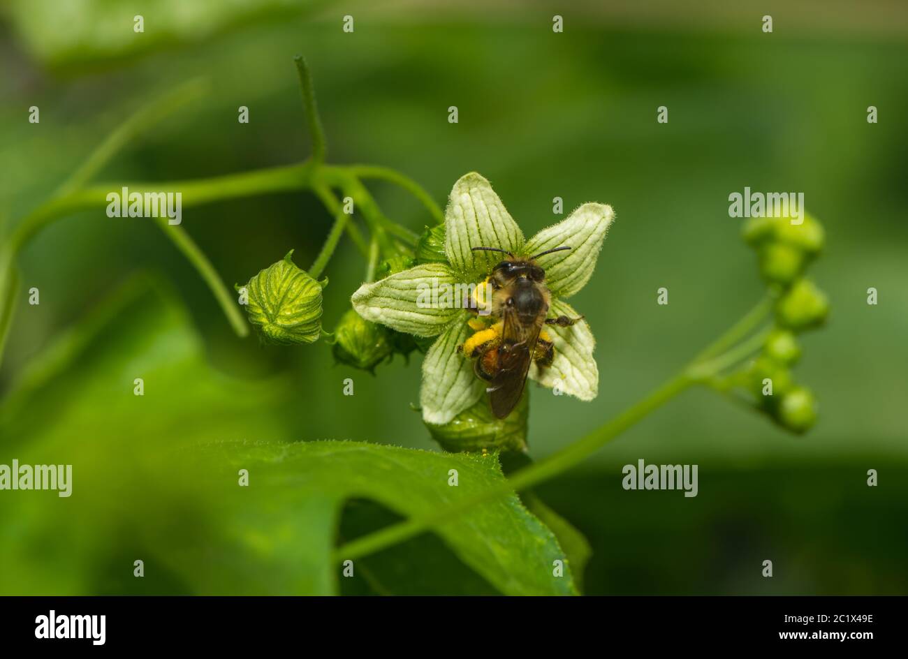 un gros plan d'une abeille sur une fleur Banque D'Images