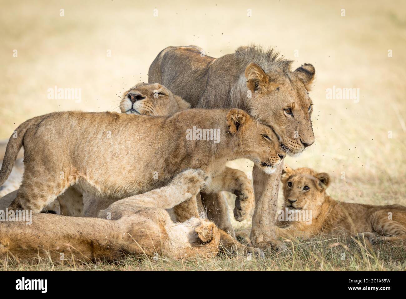 Lion fierté de se lier montrant affection avec des mouches autour de leurs visages à Masai Mara Kenya Banque D'Images