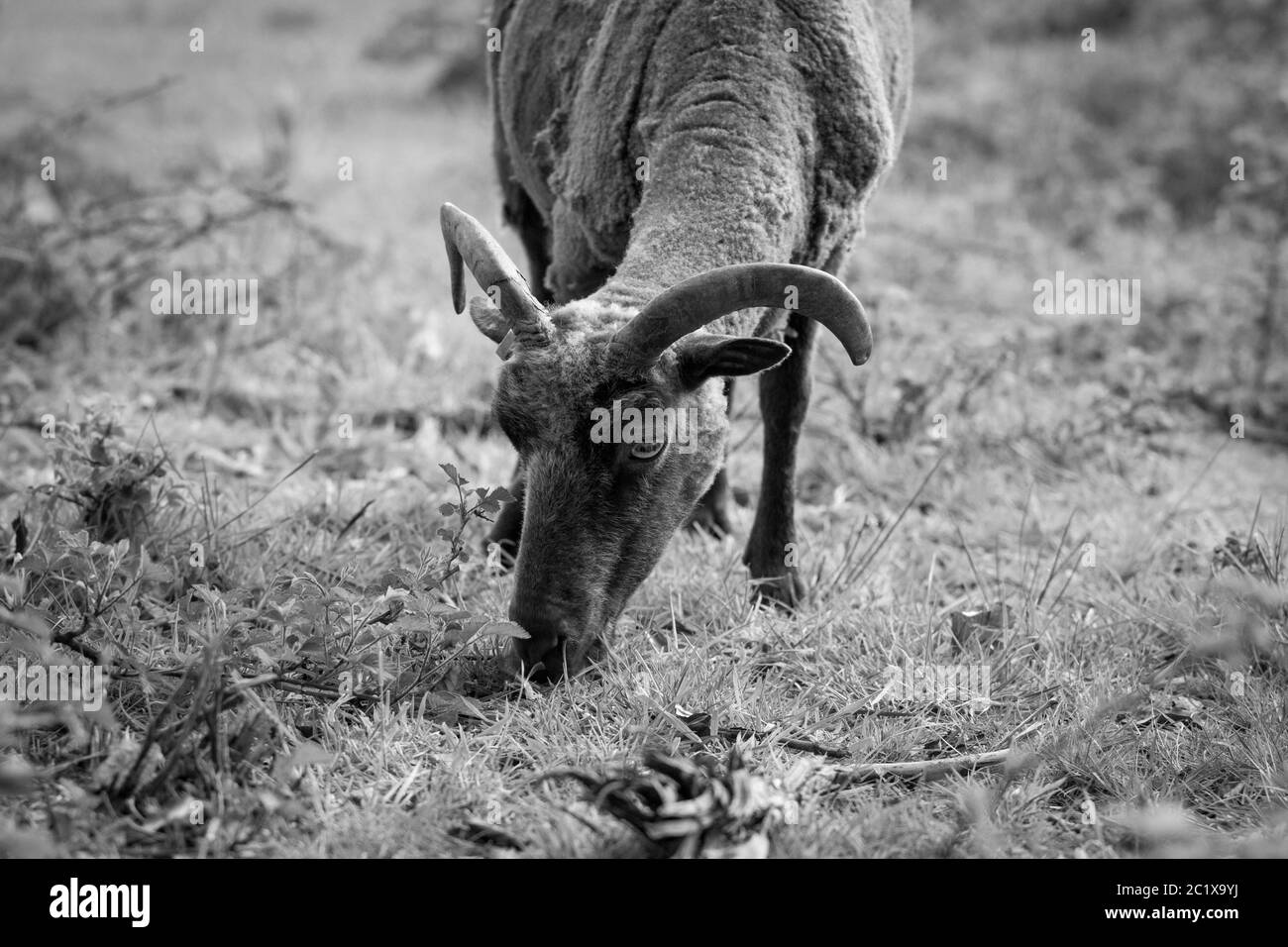 Photographie noir blanc de mouton brun sur un pré. Campagne anglaise. Photographie de la faune. Banque D'Images