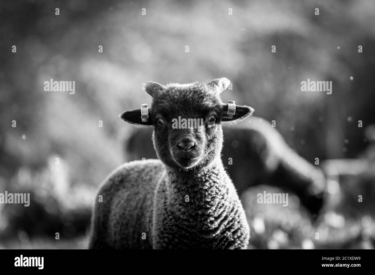Photographie noir blanc de mouton brun sur un pré. Campagne anglaise. Photographie de la faune. Un portrait d'agneau. Banque D'Images