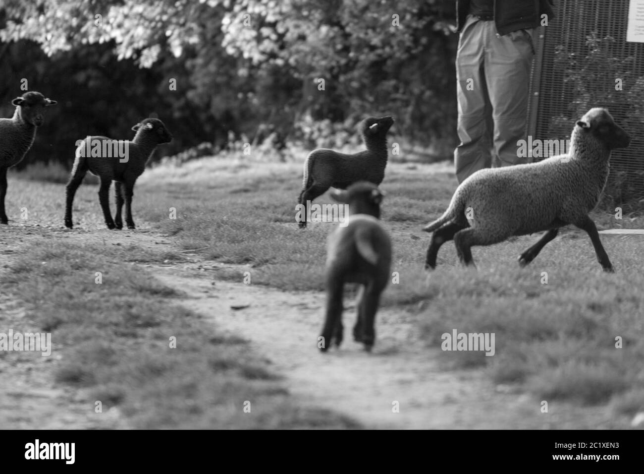Photographie noir blanc de mouton brun sur un pré. Campagne anglaise. Photographie de la faune. Un agneau regardant un homme. Banque D'Images