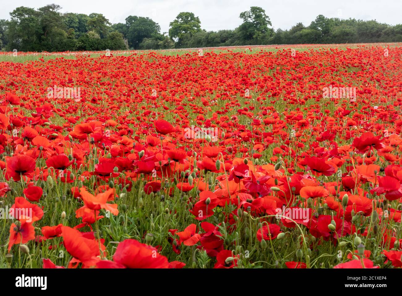 Champ de coquelicots rouges, champ de coquelicots coloré, prairie de fleurs sauvages, Hampshire, Royaume-Uni Banque D'Images