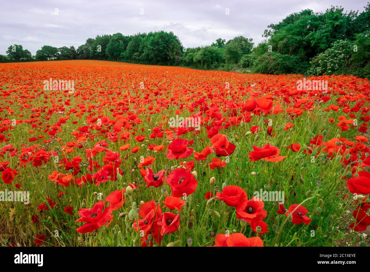 Champ de coquelicots rouges, champ de coquelicots coloré, prairie de fleurs sauvages, Hampshire, Royaume-Uni Banque D'Images