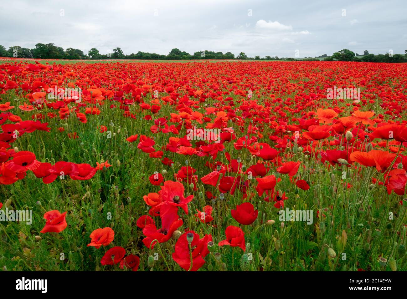 Champ de coquelicots rouges, champ de coquelicots coloré, prairie de fleurs sauvages, Hampshire, Royaume-Uni Banque D'Images