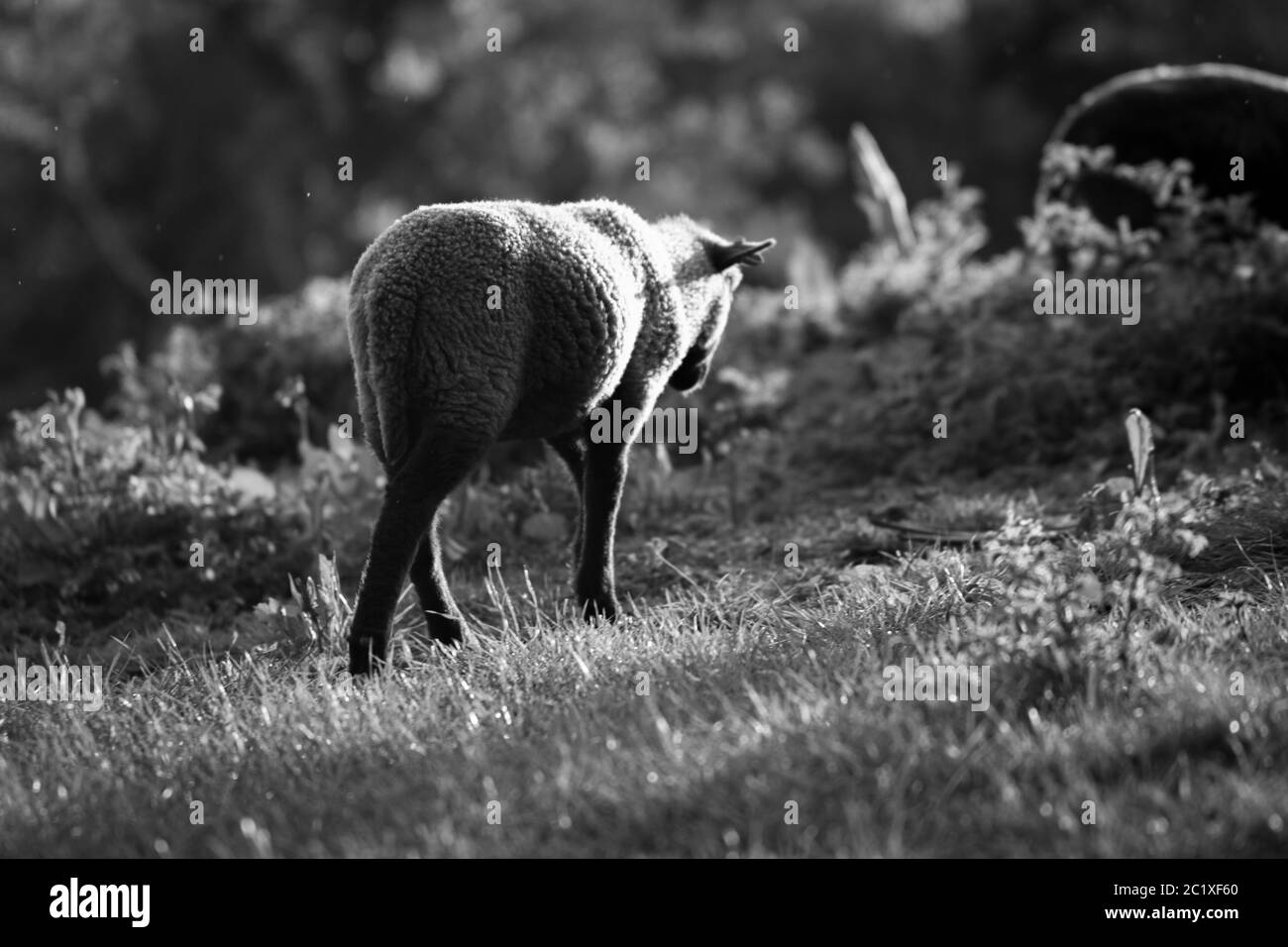 Photographie noir blanc de mouton brun sur un pré. Campagne anglaise. Photographie de la faune. Banque D'Images